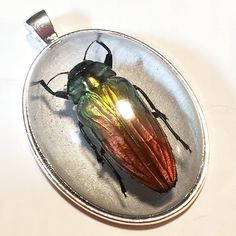 This is a beautiful Metallic Rainbow Jewel Beetle (Cyphogastra javanica) pendant comes with a chain. He is so colorful! red, yellow and green! Photos don't do it justice.  Materials: Metallic Rainbow Beetle, resin, silver color zink alloy bezel and the chain of your choice.  1. Measurements-50 x31 mm. SOLD OUT 2. Measurements-50 x 35 mm. Chains- comes with a free 18-20 INCH black cord chain. You can upgrade to a 20-inch cord chain with a 2-inch extender or a silver-plated snake chain.  No bug wa Rainbow Beetle, Beetle Jewelry, Beetle Necklace, Jewel Beetle, Insect Necklace, Bug Jewelry, Metallic Rainbow, Wing Jewelry, Insect Jewelry