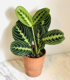 a green plant in a clay pot on a marble countertop with white wall behind it