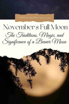 the cover of november's full moon, with trees in silhouette against a night sky