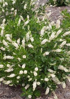 some white flowers are growing in the dirt