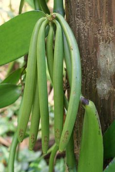 some green bananas are growing on a tree