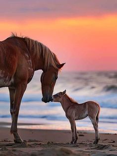 a mother horse and her foal on the beach at sunset with waves in the background