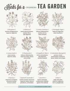 herbs for a tea garden poster with instructions on how to use them in the kitchen