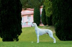 a white dog standing on top of a lush green field next to tall bushes and trees