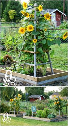 an outdoor garden with sunflowers growing in it and the words, how to build a