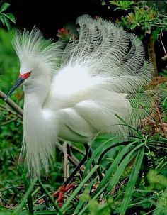 a white bird with long feathers standing in the grass