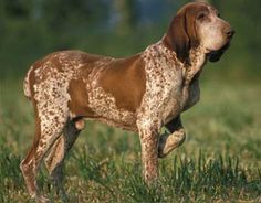 a dog that is standing in the grass