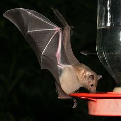 a bat is hanging upside down on a red table with a glass in front of it