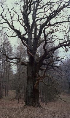 an old tree stands in the middle of a wooded area with no leaves on it