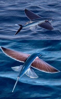 two birds are flying over the ocean water and one bird is landing on the surface