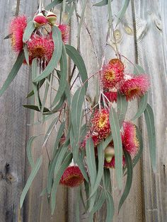 flowers are blooming on the branches of this flowering plant, which looks like eucalyptus leaves