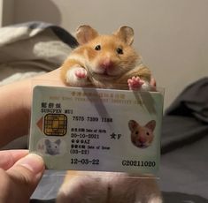 a hamster is holding up a credit card to the camera while it's in someone's hand