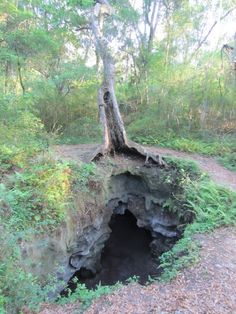 a tree that is growing out of the ground in a hole on a dirt road