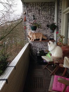 two cats are sitting on the back porch