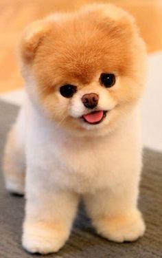 a small brown and white dog sitting on top of a rug