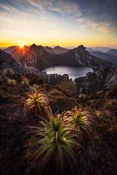 the sun is setting over a mountain range with some plants and flowers in front of it