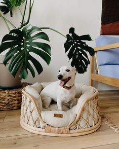 a white dog sitting on top of a bed next to a potted plant