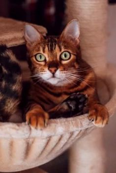 two cats sitting in a cat tree looking at the camera