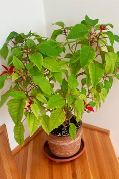 a potted plant sitting on top of a wooden table