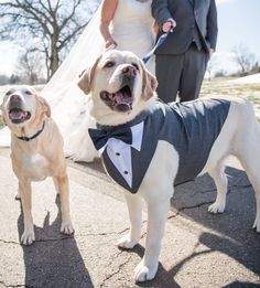 two dogs dressed up in tuxedos for a wedding