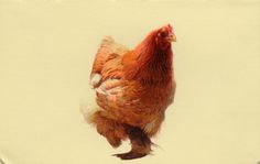 a brown and white chicken standing on its hind legs