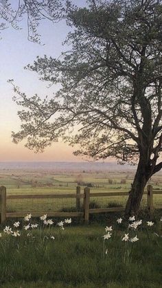 a tree in the middle of a field with white flowers growing on it's side