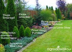 a garden with lots of different types of plants and trees in it's borders