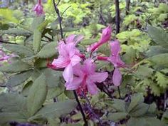 pink flowers are blooming in the woods