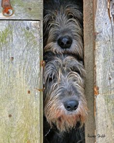 two dogs are peeking out from behind a wooden door with their heads sticking out and looking at the camera