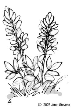 a drawing of some flowers on a white background