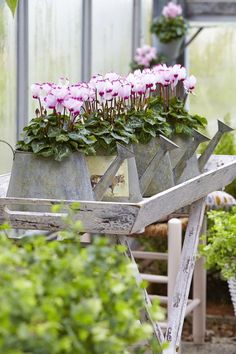 some pink flowers are growing in an old wheelbarrow