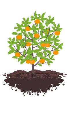 an orange tree growing out of the ground with dirt and soil around it on a white background