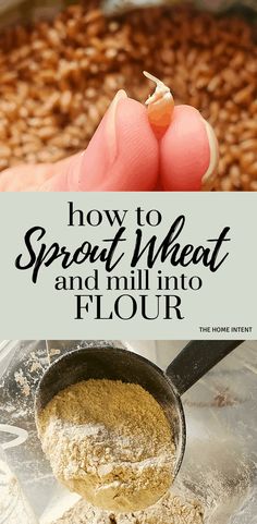 how to sprout wheat and mill into flour in a skillet with text overlay