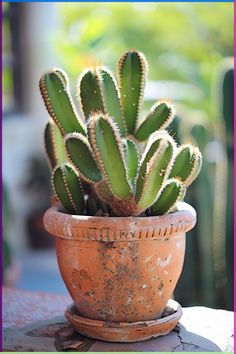 a small cactus in a clay pot on a table