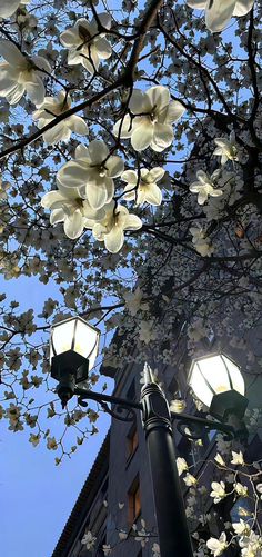 the street light is lit up with white flowers on it's branches and in front of a building