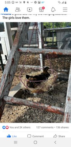 an old ladder is used as a bird feeder for the birds to eat in it