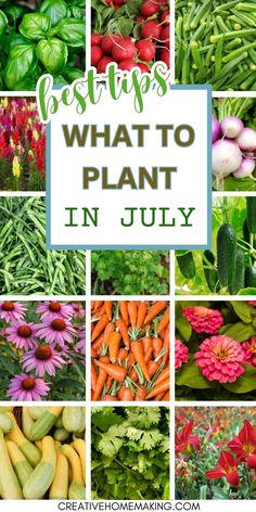 many different types of plants and flowers with the words best tips what to plant in july