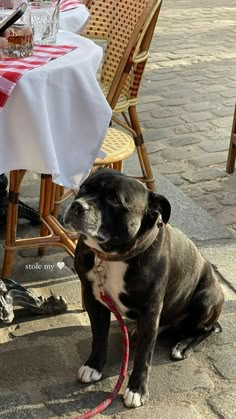 a black and white dog sitting in front of a table with red and white checkered table cloth