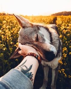 a dog that is laying down next to a person's hand and holding it