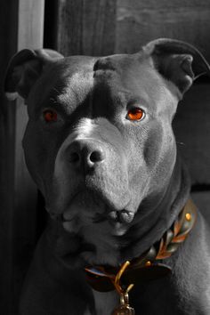 a black and white photo of a pitbull dog with red eyes looking at the camera