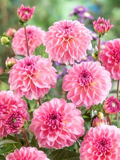 pink flowers are blooming in the garden