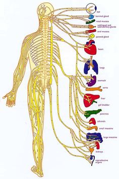 the human nervous system is shown in this diagram, with all its major branches labeled