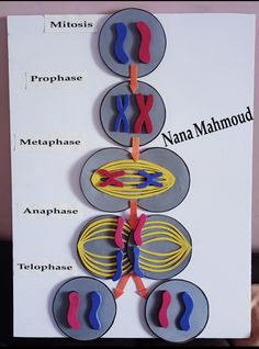 the structure of an animal cell is labeled in red, blue, yellow and orange