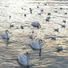 several white swans are swimming in the water