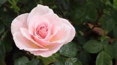 a pink rose with green leaves in the background