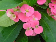 pink flowers with green leaves in the background