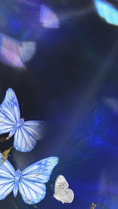 two white butterflies flying in the air with blue and yellow lights shining on their wings