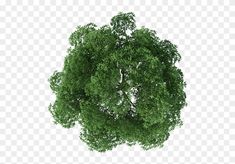 the top view of a green tree on a white background, with no leaves or branches