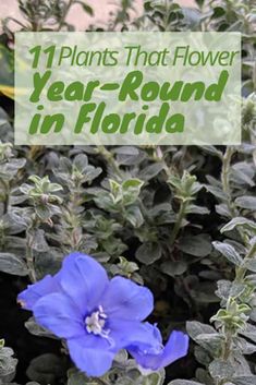 blue flowers with text that reads, 11 plants that flower year - round in florida