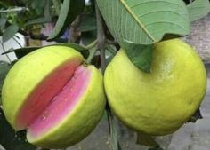 two pieces of fruit hanging from a tree